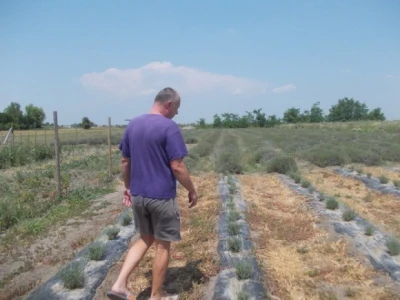 Lavanda u Antunovcu