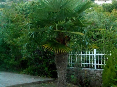 Različite palme kao dokaz raznovrsnosti