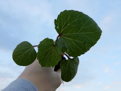 Bamija