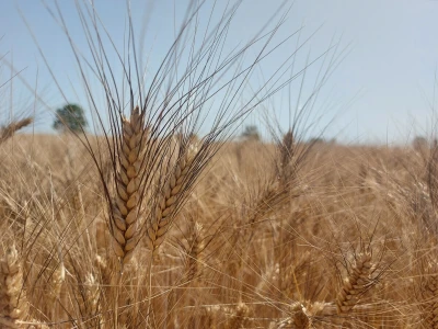 Durum pšenica tvrtke Mauthner
