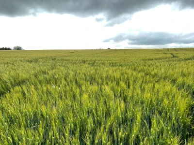 Durum pšenica tvrtke Mauthner