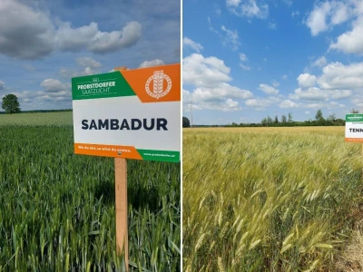 Durum pšenica tvrtke Mauthner