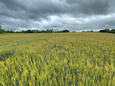 Durum pšenica tvrtke Mauthner