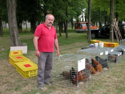 Dušan Petričević uz svoje koke hrvatice na 10. županijskoj izložbi stoke Sinj 2015