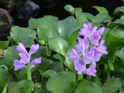 Vodeni zumbul