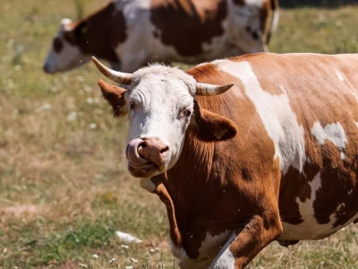 EKO MLIKARIJA I NJEZINA LIKARIJA - Jogurt od kojima svima rastu zazubice!