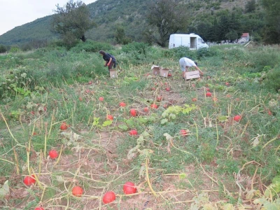 Eko proizvodnja na imanju OPG Plazibat u Mućkom polju