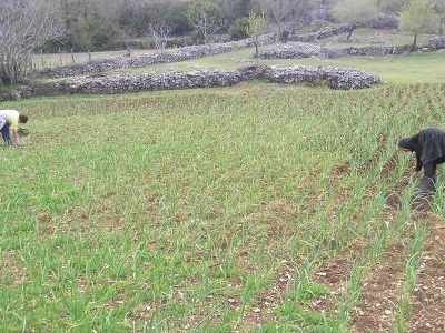 Ekoproizvodnja češnjaka u Dalmatinskoj Zagori