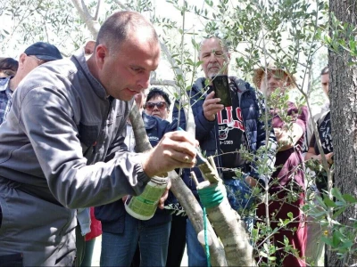 ELEMENTARNE NEPOGODE:      ELEMENTARNE NEPOGODE   Bura poštedjela ledom okovane masline u Bukovici