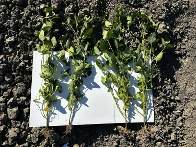 Elicit Plant Hrvatska - kontrola