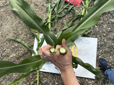 Elicit Plant Hrvatska - kontrola