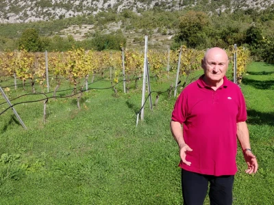 Berba u vinogradima Branka Roglića