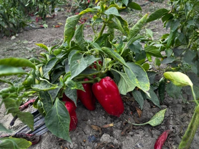 Agro Marić Vrbanja