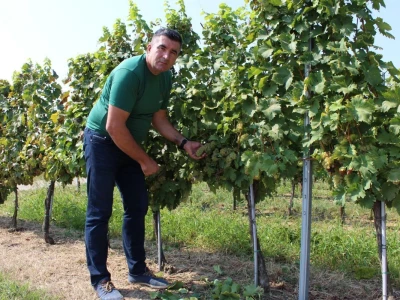 Erdutska vinarija najavljuje nove investicije
