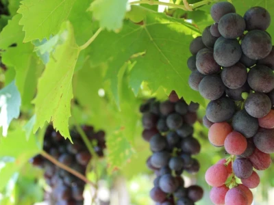 Erdutska vinarija najavljuje nove investicije