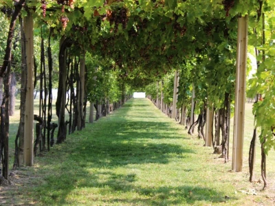 Erdutska vinarija najavljuje nove investicije