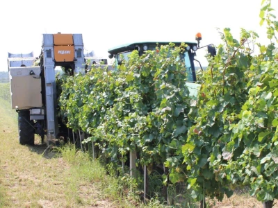 Erdutska vinarija najavljuje nove investicije