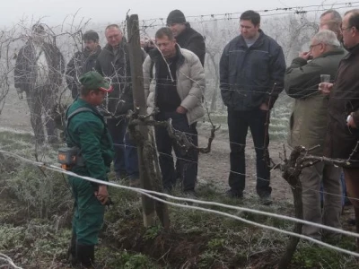 Erdutski vinogradi