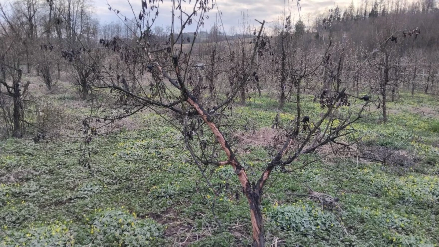 Erwinia amylovora na dunji