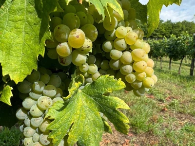Eska u vinogradima