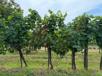 Eska u vinogradima