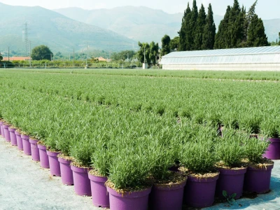Euroflora 2022