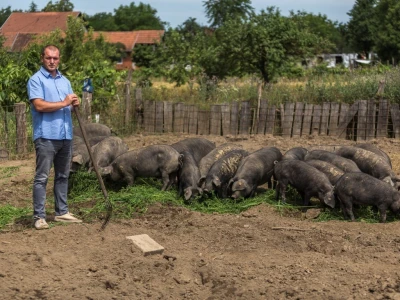 Crne slavonske svinje
