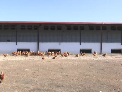 Farma koka nesilica u Soljanima