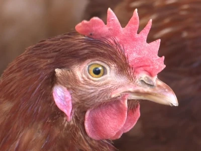 Farma koka nesilica u Soljanima