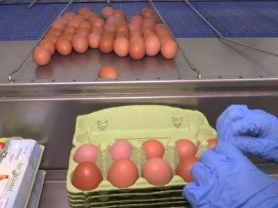 Farma koka nesilica u Soljanima