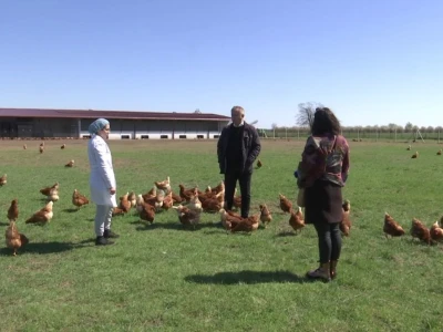 Farma koka nesilica u Soljanima