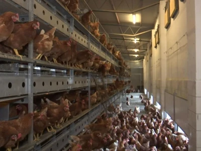 Farma koka nesilica u Soljanima