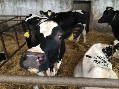 Farma krava na OPG Rudnik