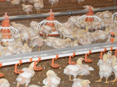 Farma pilića Škrlec
