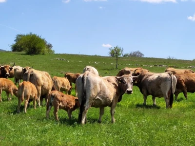 Farma sretnih krava na Krbavskom polju