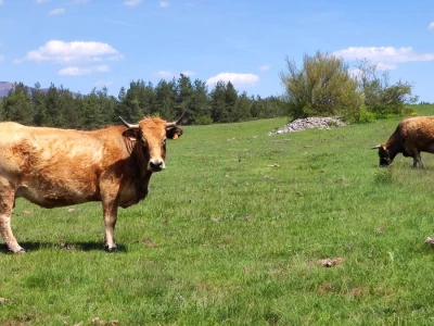 Farma sretnih krava na Krbavskom polju