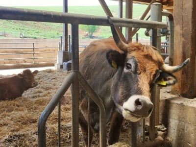 Farma sretnih krava na Krbavskom polju