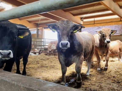 Farma sretnih krava na Krbavskom polju