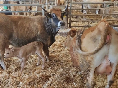 Farma sretnih krava na Krbavskom polju