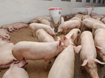 Farma svinja (detalj)