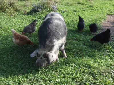 Farma za uzgoj voća i zabavu