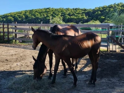 Farme na otoku Rabu koje posebno vole posjećivati djeca