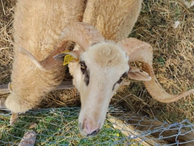 Farme na otoku Rabu koje posebno vole posjećivati djeca