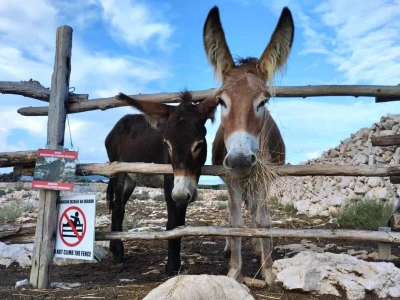 Farme na otoku Rabu koje posebno vole posjećivati djeca