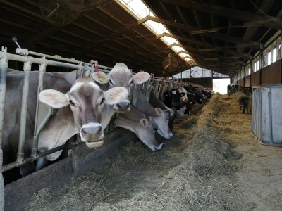 Farmer Marijan Hartman u Svetom Ivanu Žabnom uzgaja 250 grla stoke