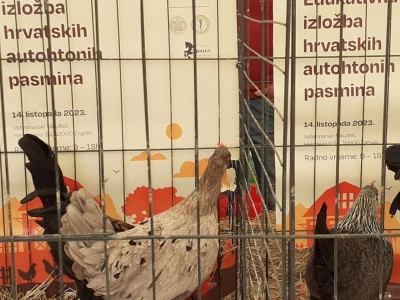 Farmica - autohtone pasmine domaćih životinja