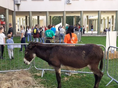 Farmica - autohtone pasmine domaćih životinja