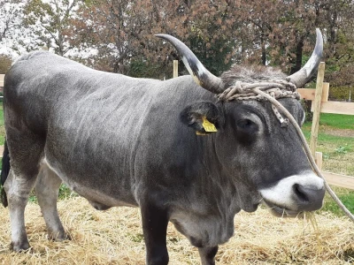 Farmica - autohtone životinje