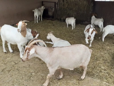 Farmica - autohtone životinje