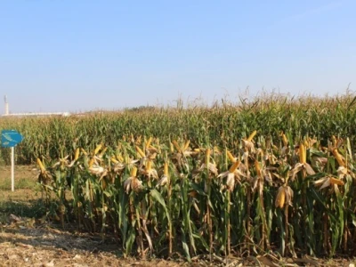 Dekalb na FarmShow 2015